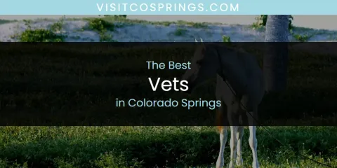 The Absolute Best Vets in Colorado Springs